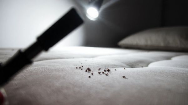 Top astuces pour éliminer les boutons de punaise de lit
