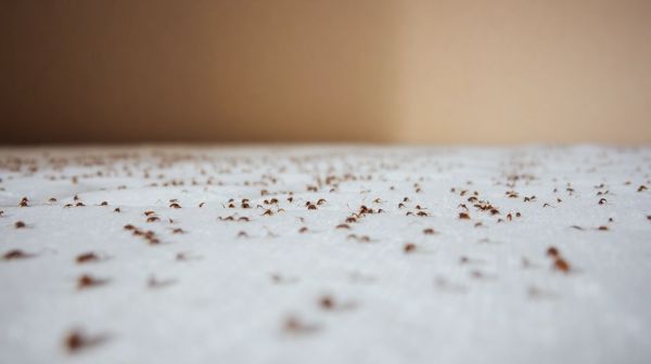 Top astuces pour éliminer les boutons de punaise de lit